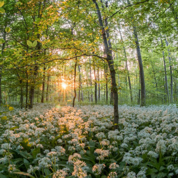 Debbie Hicks Counselling & Psychotherapy