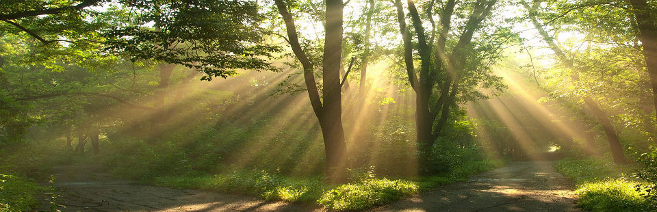 Debbie Hicks Counselling & Psychotherapy